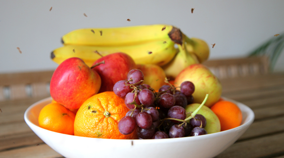 attrape mouches à fruits - fruits pourris