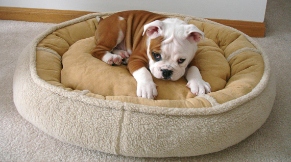 se debarrasser des puces chien