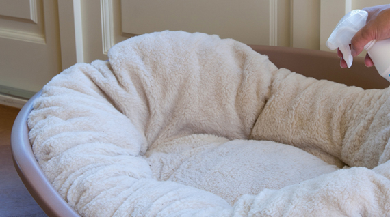 how to get rid of dog smell