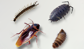 Insecticiden Allerlei Ongedierte
