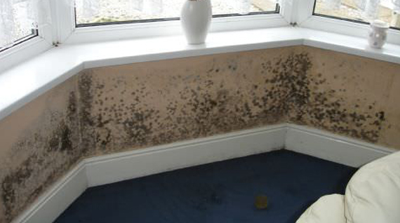 Mould Removal 01