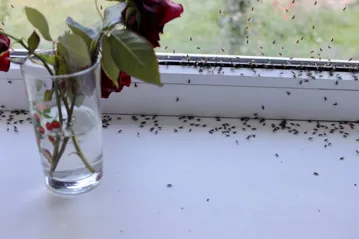 Advies Ongedierte Binnen