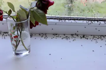 Advies Ongedierte Binnen