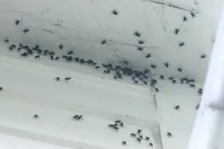 Fliegen Bekampfen 01