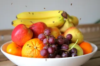 Fruchtfliegen Loswerden 02