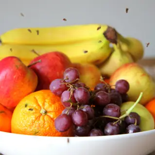 Fruchtfliegen Loswerden 02
