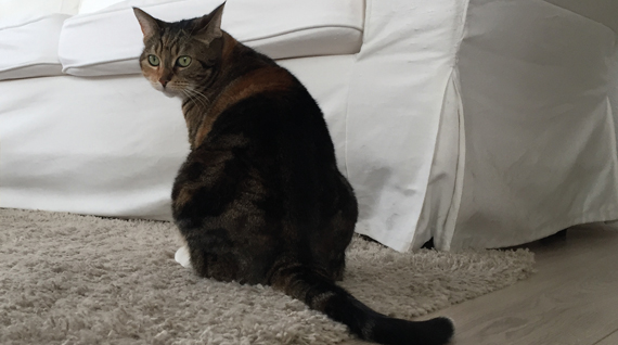 Enlever Odeur Urine De Chat 01