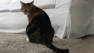 Enlever Odeur Urine De Chat 01