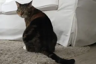 Enlever Odeur Urine De Chat 01