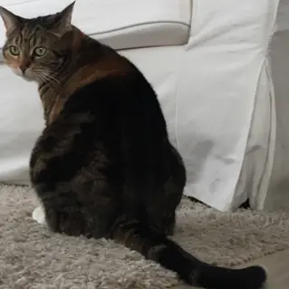 Enlever Odeur Urine De Chat 01