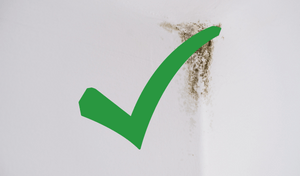 Schimmel Wel