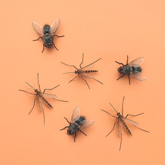 Categorymain Insecten Vliegen (1)