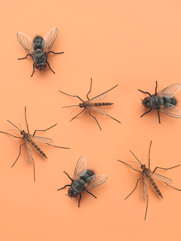 Categorymain Insecten Vliegen (1)