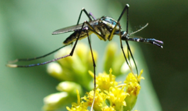 Insecticiden