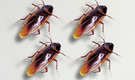 Insecticiden Kakkerlakken