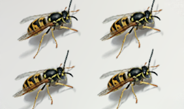 Insecticiden Wespen