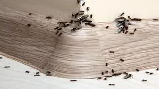Debarrasser Des Fourmis 02
