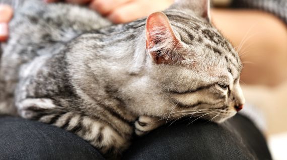 Kattenhaar Verwijderen 02