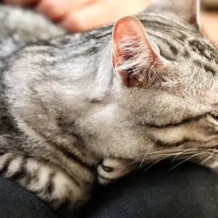 Kattenhaar Verwijderen 02