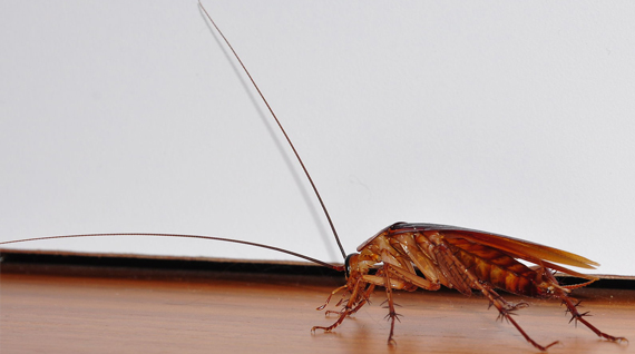 Lutter Contre Les Cafards 01