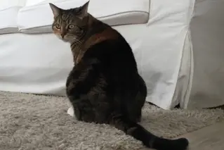 Kattenpis Geur Verwijderen 01