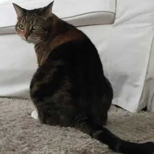 Kattenpis Geur Verwijderen 01