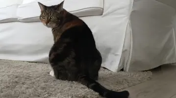 Kattenpis Geur Verwijderen 01