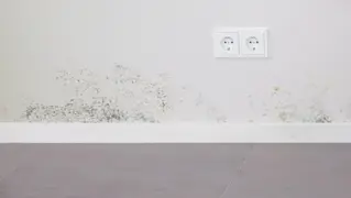 Moho En La Pared 01