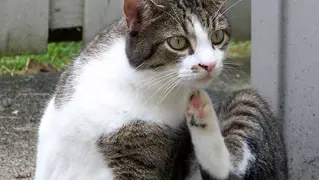 Se Debarrasser Des Puces 01