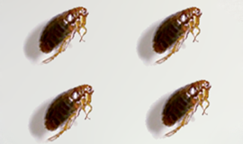 Insecticiden Vlooien