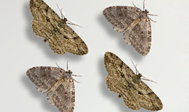 Insecticiden Motten