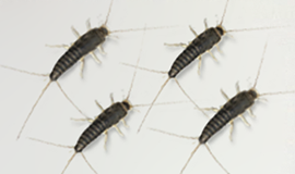Insecticiden Zilvervisjes