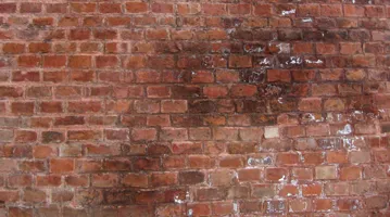 Schimmel Op Muur 02