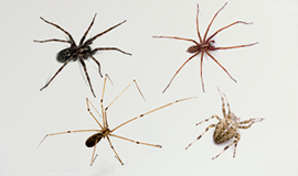 Insecticiden Huisspinnen