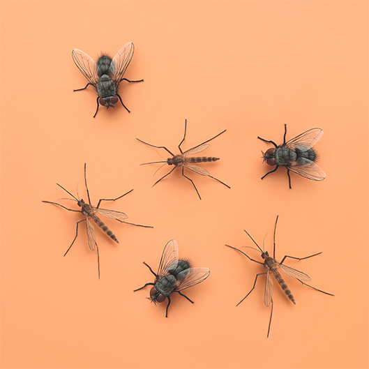 Categorymain Insecten Vliegen