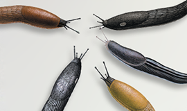 Insecticiden Slakken