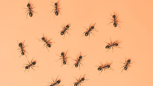 Categoryaddit Insecten Mieren