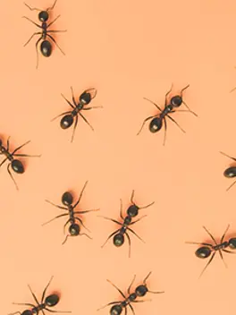 Categoryaddit Insecten Mieren