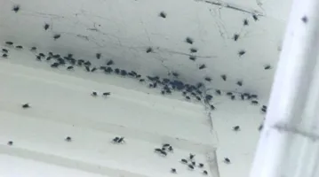 Insecten En Ongedierte Bestrijden Skyscraper 07