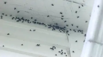 Insecten En Ongedierte Bestrijden Skyscraper 07
