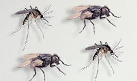 Insecticiden Muggen En Vliegen