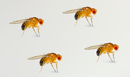 Insecticiden Fruitvliegjes