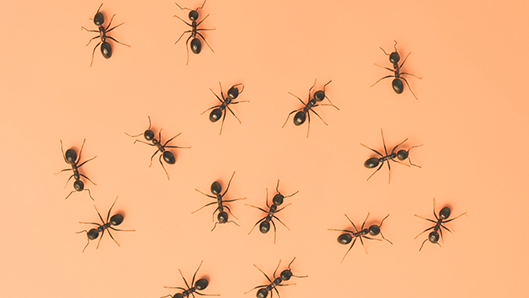 Categoryaddit Insecten Mieren (1)