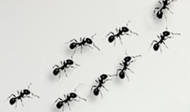 Insecticiden Mieren
