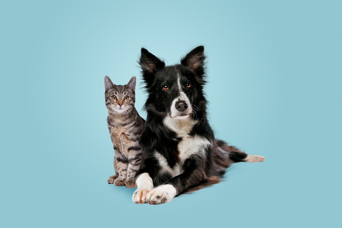 Pet 2