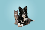 Pet 2