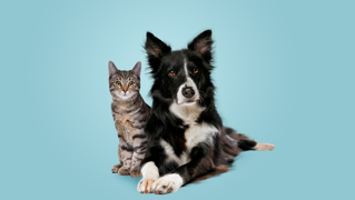 Pet 2