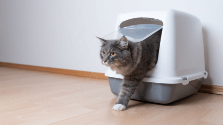 Kattenbak Stinkt 2