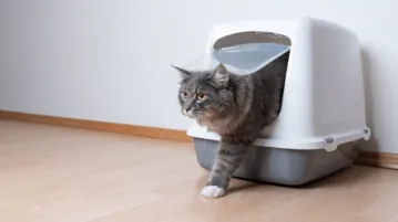 Kattenbak Stinkt 2