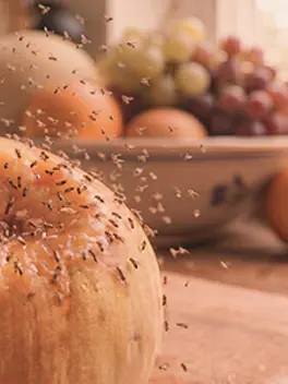 Categoryaddit Tuin Fruitvlieg